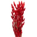 Floristik24 Mazzo di Lagurus essiccati, decorazione con fiori secchi, 70 cm, 100 g