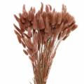 Floristik24 Erba di coda di coniglio secca per fiori Lagurus bruno-rossastro 100 g