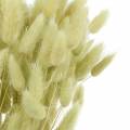 Floristik24 Velvet Grass Lagurus verde chiaro 100 g di erbe secche
