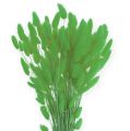 Floristik24 Erba Decorativa Verde Mela Lagurus 100gr