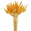 Floristik24 Lagurus Yellow Velvet Grass Coda di coniglio Erba L40–55cm 25g
