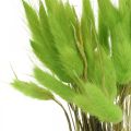 Floristik24 Velluto verde erba, lagurus, decorazione secca, erba dolce essiccata L18-50cm 25g