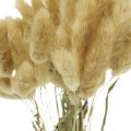 Floristik24 Lagurus ovatus, Pennisetum Grass, Velvet Grass Marrone chiaro naturale L40–50cm 30g