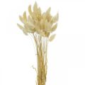 Floristik24 Erba decorativa, erba dolce sbiancata, Lagurus ovatus, erba vellutata L40–55cm 25g