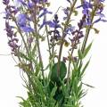 Floristik24 Bouquet di lavanda artificiale, lavanda viola decorativa, fiori di seta