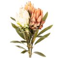 Floristik24 Fiore artificiale di Protea Leucadendron con stelo lungo, 65 cm, 3 pezzi