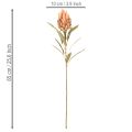 Fiore artificiale di Protea Leucadendron con stelo lungo, 65 cm, 3 pezzi | Floristik24.it