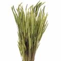 Floristik24 Timothy grass natura 50-60cm 100g
