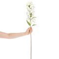 Giglio bianco artificiale con lungo ramo fiorito, decorativo, 80 cm | Floristik24.it