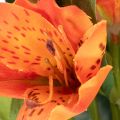 Fiori artificiali di Alstroemeria arancione, decorazione per bouquet artificiale, 75 cm, 3 pezzi | Floristik24.it