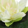 Floristik24 Fiore di loto galleggiante 18 cm bianco 3 pezzi