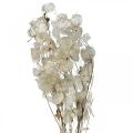 Floristik24 Lunaria fiori secchi luna viola foglia d&#39;argento essiccata 60-80cm 30g