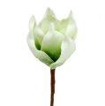 Floristik24 Fiore di magnolia in schiuma bianco-verde Ø10cm L26cm 4 pezzi