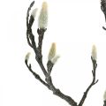 Floristik24 Ramo di magnolia primaverile Bud Ramo artificiale Marrone Bianco L100cm