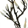 Floristik24 Ramo di magnolia artificiale Ramo decorativo primaverile con boccioli Marrone Bianco L135cm