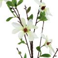 Floristik24 Ramo di magnolia bianco-verde 94 cm