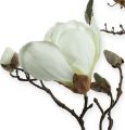 Floristik24 Ramo di magnolia bianco 110 cm