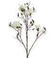 Floristik24 Ramo di magnolia bianco 110 cm