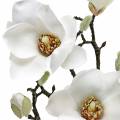 Floristik24 Ramo di magnolia bianco Fiore artificiale di magnolia ramo decorativo