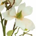Floristik24 Magnolia Pesca 85cm