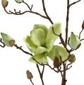 Floristik24 Ramo di magnolia verde L110cm