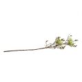 Floristik24 Ramo di magnolia verde L110cm