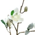 Floristik24 Ramo di magnolia bianco L 82cm con neve