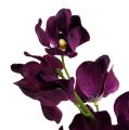 Floristik24 Mokara orchidea viola 50 cm artificiale 6 pezzi