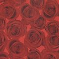 Floristik24 Polsino di carta velina rose rosse 25 cm 100 m