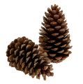 Floristik24 Coni Maritima 14/18 naturali 25 pz