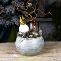 Floristik24 Vaso rotondo in metallo, vaso decorativo, ciotola per piante argento, bianco lavato, aspetto antico Ø25,5 / 18 cm H17 / 13 cm, set di 2