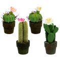 Floristik24 Mini cactus con fiori H9-12cm 4 pezzi