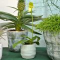 Floristik24 Mini cachepot, vaso in ceramica, lanterna decorativa, vaso per piante motivo a onde Ø8cm 6pz