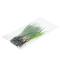 Floristik24 Mini erba con radici 18 cm verde 6 pezzi