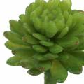 Floristik24 Mini - succulente 6,5cm 6pz