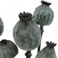 Floristik24 Capsule di semi di papavero color nero fiori secchi decorazione semi di papavero 50-60 cm 5 pezzi