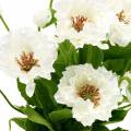 Floristik24 Papavero in una pentola fiori di seta bianca decorazione floreale