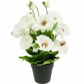 Floristik24 Papavero in una pentola fiori di seta bianca decorazione floreale