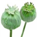 Floristik24 Capsule di semi di papavero decorazione semi di papavero artificiali su un bastone verde 58 cm 3 pezzi in un mazzo