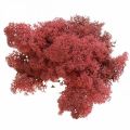 Floristik24 Muschio decorativo per artigianato Muschio naturale di colore rosso in busta da 40 g