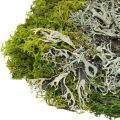 Floristik24 Muschio decorativo per artigianato Mix di muschio e lichene verde, grigio 100g