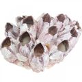 Floristik24 Deco shell cirripedi natura, decorazione marittima