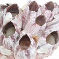 Floristik24 Deco shell cirripedi natura, decorazione marittima