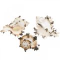 Floristik24 Deco gusci di lumaca rigato, lumache di mare decorazione naturale 1kg