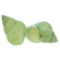 Floristik24 Assortimento di gusci di lumaca verde 1kg