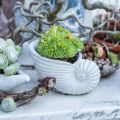 Floristik24 Conchiglie per piantare, decorazione marittima, vaso per piante Nautilus cemento L15cm H9.5cm 2pz