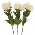Floristik24 Puntaspilli fiori artificiali esotici protea leucospermum crema 73cm 3 pezzi