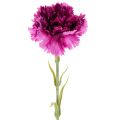 Floristik24 Garofani artificiali, bicolore, stelo lungo 56 cm, mazzo da 8