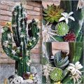 Floristik24 Figura floreale in gommapiuma cactus nero 38 cm x 74 cm
