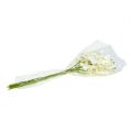 Floristik24 Orchidea bianco crema L57cm 6pz
